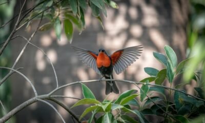 red breast