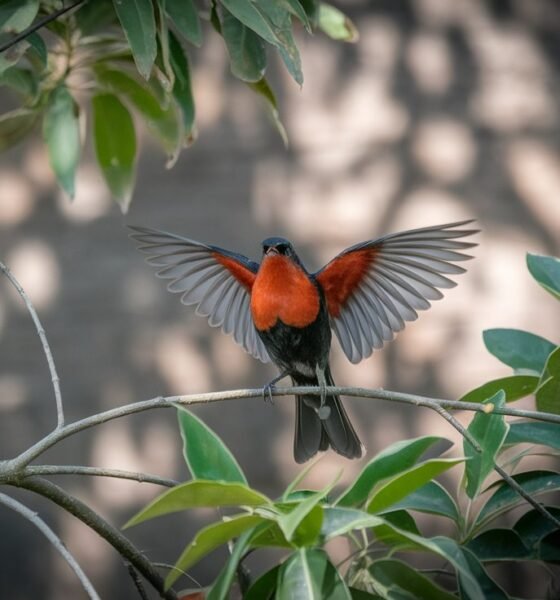 red breast