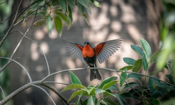 red breast